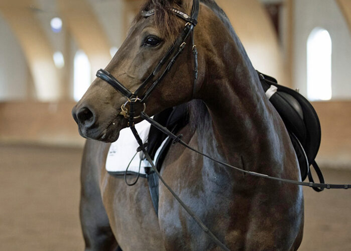 Tullesbo Tillie Jo 097_MR2018_Mwebb